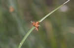 American bulrush